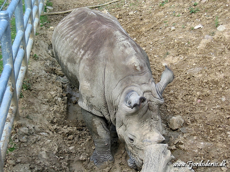 KBH zoo 190703 052.JPG